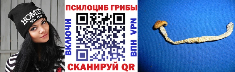 Псилоцибиновые грибы Psilocybine cubensis Верхоянск